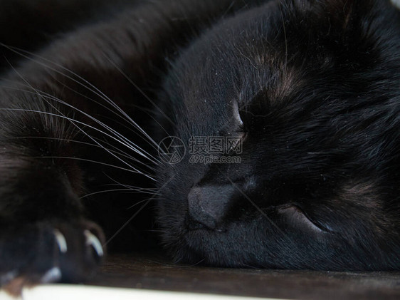 一只黑猫睡在架子上图片