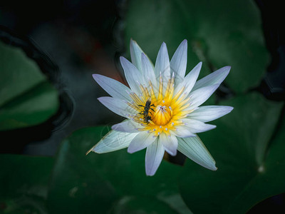 近身美丽的白莲花在池塘的黄花粉上有两个虫子还有绿莲图片