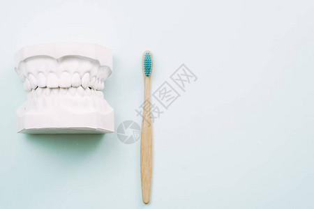 人工颌骨模型和牙刷如何正确刷牙的概念蓝色背图片
