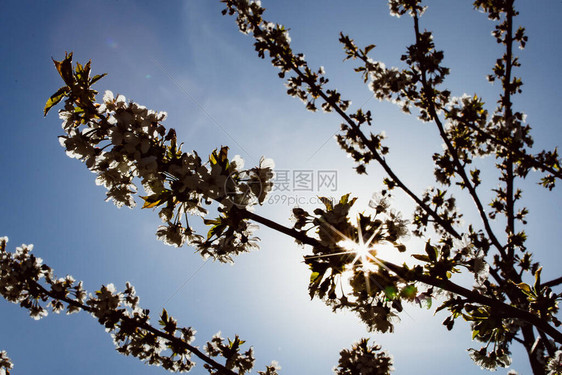 开花的树木是春天的传统象征图片