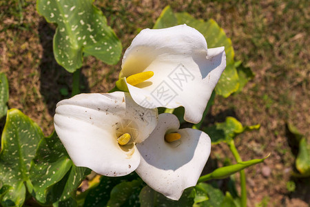 白巨人艾朗百合或花园图片