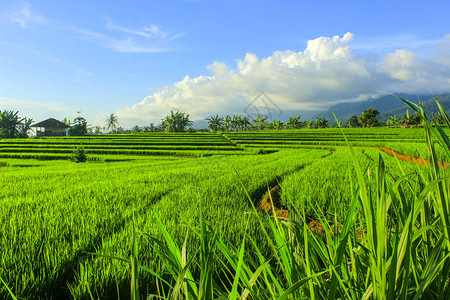 印度尼西亚本古鲁的Kemumu稻田印图片