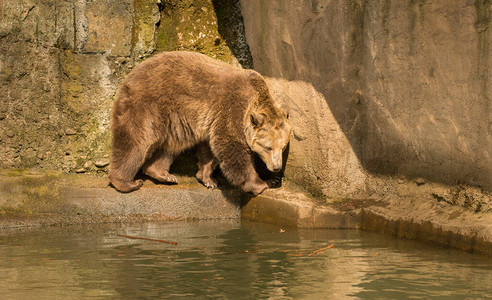 动物园游泳池上的壁架上的棕熊图片