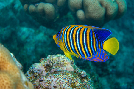 埃及红海珊瑚礁中的皇家神仙鱼图片