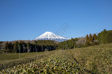 静冈县富士宫的富士山景茶树静冈是世界上最好图片