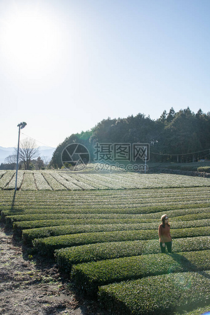 茶树农场的肖像女孩图片