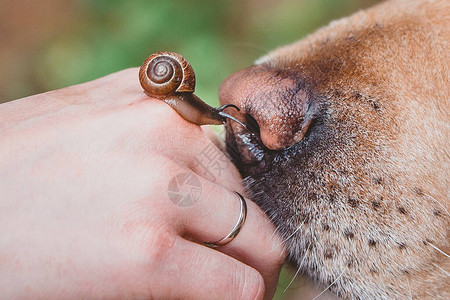 狗的鼻子嗅到蜗牛图片