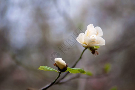 春天树枝上的白木兰花柔软的焦点花图片