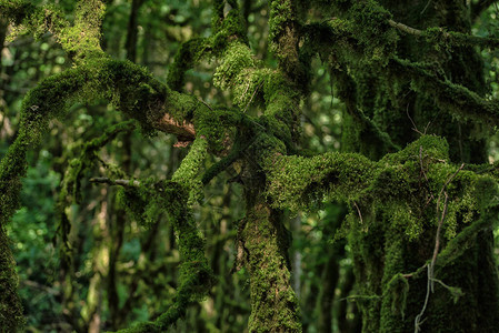 黑海木林绿树枝和苔不可阻挡的亚图片