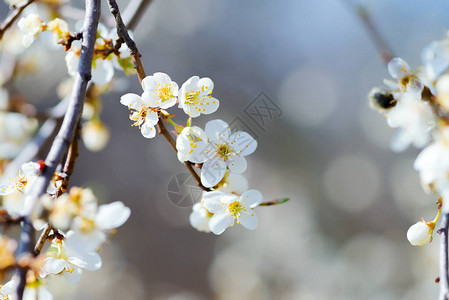 春天一棵树上的白樱桃花图片