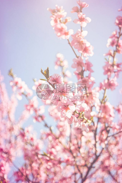 美丽的春天粉红色背景花朵果园的图片
