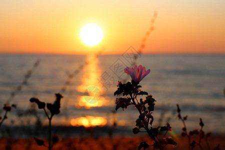 明亮美丽的日落在海边青草和黑麦的耳目暗色前景明图片