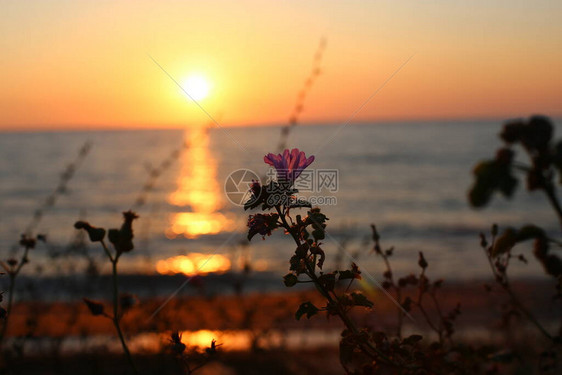 明亮美丽的日落在海边青草和黑麦的耳目暗色前景明图片