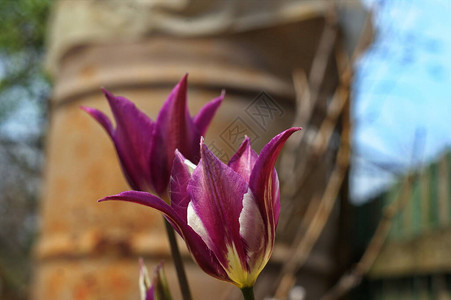 美丽的紫色郁金香在春花中盛图片