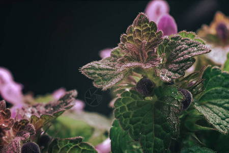 美丽的植物叶子图片