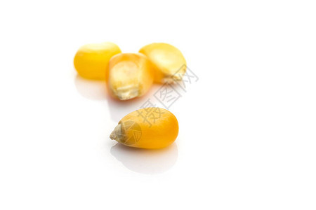玉米种子白色背景黄色玉米粒农业爆米花背景天然谷物食品图片