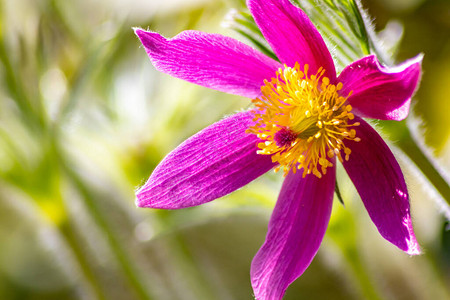 美丽的粉紫色花朵与强烈闪亮的黄色雌蕊的肖像展示了春天的美丽和花丝般的花朵给你一种图片