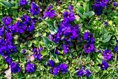 阳光明媚的春园里有许多鲜艳的蓝色三紫罗兰或三色紫罗兰花图片