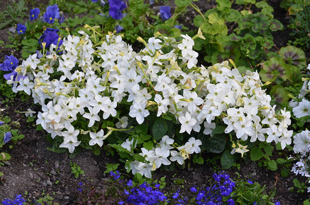 花园里有许多烟草阿拉塔植物的精致白花图片