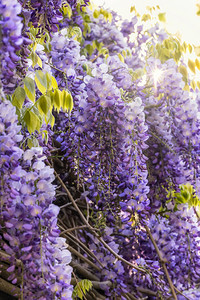 阳光照亮在绿花叶背景下盛开的Wisteria葡萄图片