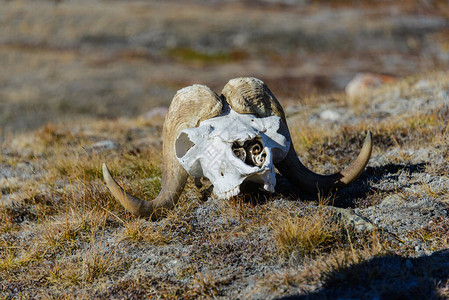 格陵兰苔原的Muskox头骨OvibosMosc图片