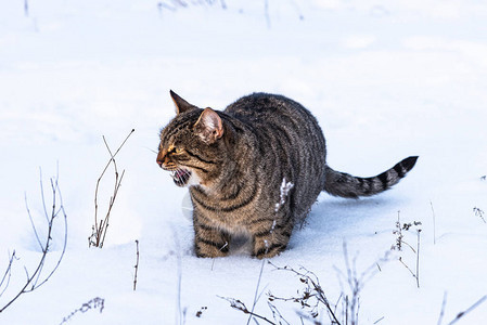 塔比猫在冬季森林背景图片