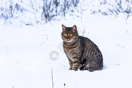 在雪上坐着的流浪小猫图片