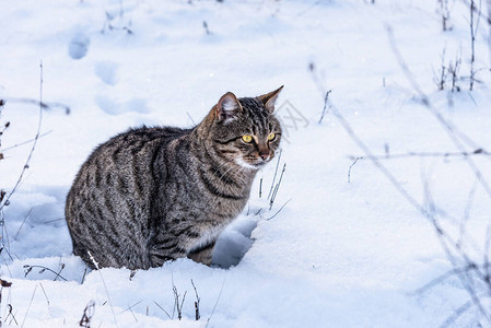 在雪上坐着的流浪小猫图片