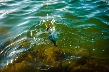 湖边的鱼捕捞运动捕图片