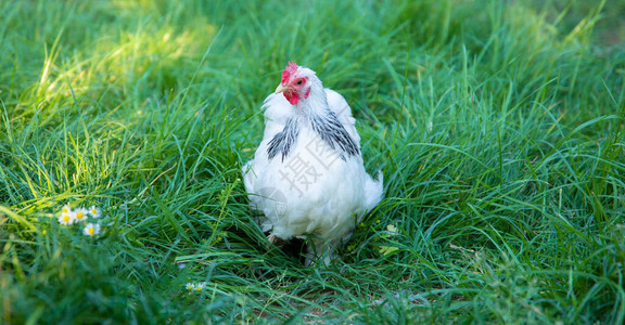 白色散养鸡在养鸡场的草地上吃草图片