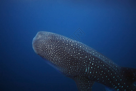 蓝海水中大型鲸鲨Rhincodon打字图片