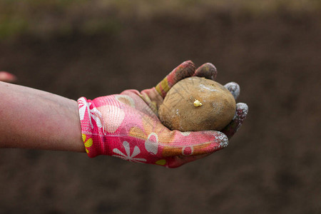 一只戴着彩色手套的女手展示了一个马铃薯块茎图片