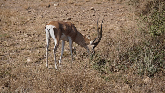 非洲肯尼亚Amboseli公园图片