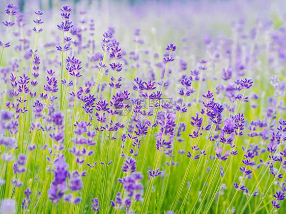 开花在夏日阳光下的紫罗兰色薰衣草田法国普罗旺斯的丁香花海景观一束带香味的法国普罗旺斯鲜花芳香疗法自然图片