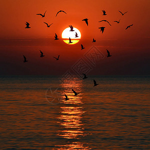 红色的日落和海鸥飞翔的剪影图片