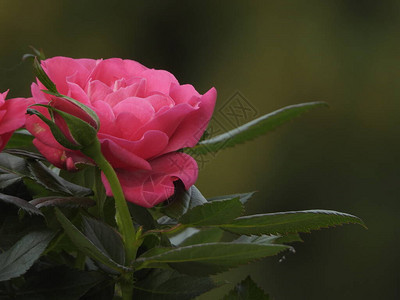 花园里的玫瑰植物图片