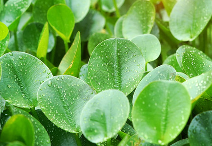 绿色成分植物凤眼莲高清图片