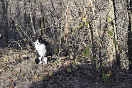 可爱的猫在森林里可爱的毛茸的黑白小猫森林里有黑点图片