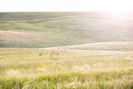 阳光明媚的日子里与丘陵田野獐子的美丽夏日风景图片