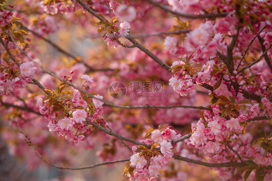 背景或壁纸的樱花盛开的树枝特写图片
