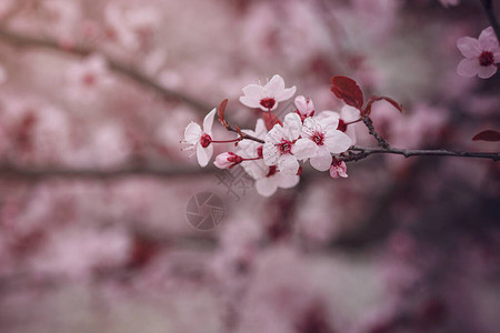美丽樱花的选择焦点樱花季节通常发生在四月初樱花节在东京都和大阪等大多数主要背景图片