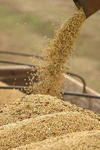 巴西农业综合企业的Soybean图片