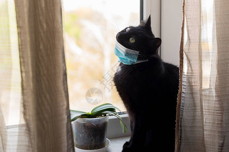 窗台上戴着医用口罩的黑猫宠物自我隔离猫脸上的保护抗面具图片
