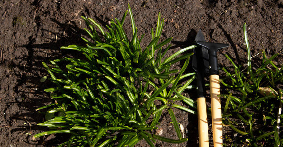小园艺工具照顾植物的铲子和躺在花图片
