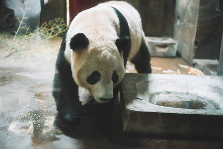 大熊猫在杭州动物园吃竹子图片