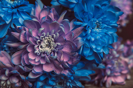 紫罗兰蓝色和粉红色的菊花一束图片