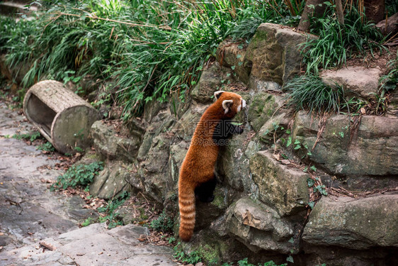 杭州动物园的小熊猫或火狐图片