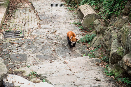杭州动物园的小熊猫或火狐图片