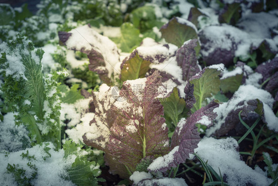 美国得克萨斯州达拉斯本土有机花园雪下的红绿芥末图片