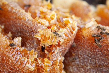 蜂巢中的自制蜂蜜图片